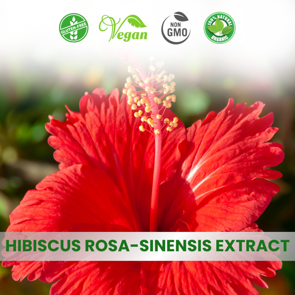 Hibiscus Rosa Sinensis